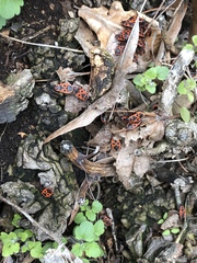 Pyrrhocoris apterus