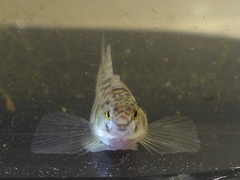 Etheostoma chlorosoma