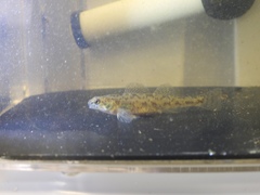 Etheostoma chlorosoma