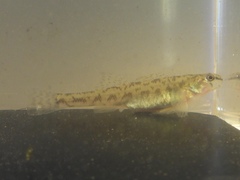Etheostoma chlorosoma