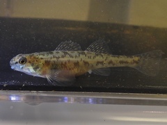 Etheostoma chlorosoma