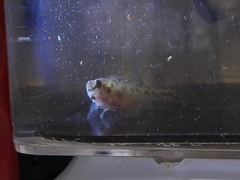 Etheostoma chlorosoma