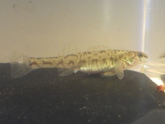 Etheostoma chlorosoma