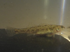 Etheostoma chlorosoma