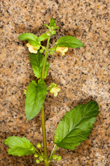Scrophularia trifoliata