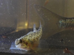 Etheostoma chlorosoma