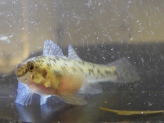 Etheostoma chlorosoma