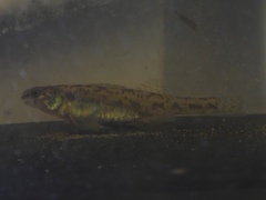 Etheostoma chlorosoma