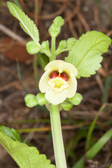 Scrophularia trifoliata