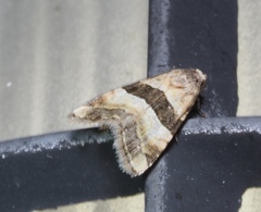 Pseudozarba bipartita