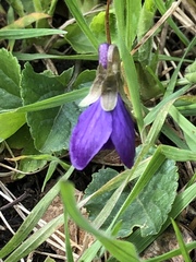 Viola odorata