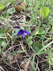 Viola odorata