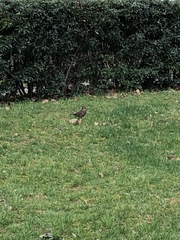 Turdus merula