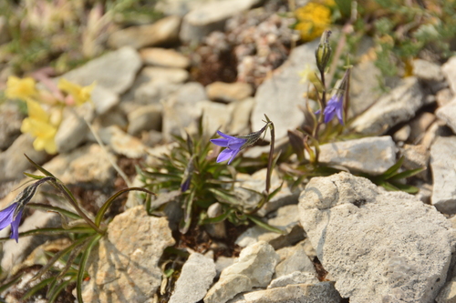 Image of Campanula uniflora by no rights reserved