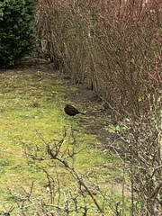 Turdus merula
