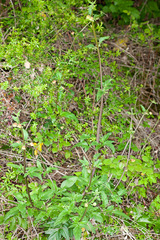 Scrophularia trifoliata