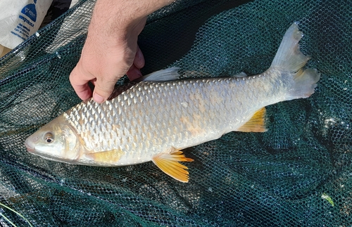 Piava (Leporinus obtusidens) — Anostomidae — 3