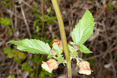 Scrophularia trifoliata