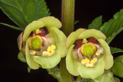 Scrophularia trifoliata