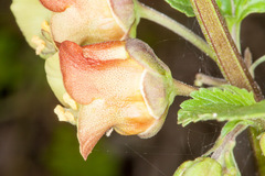 Scrophularia trifoliata