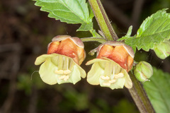 Scrophularia trifoliata
