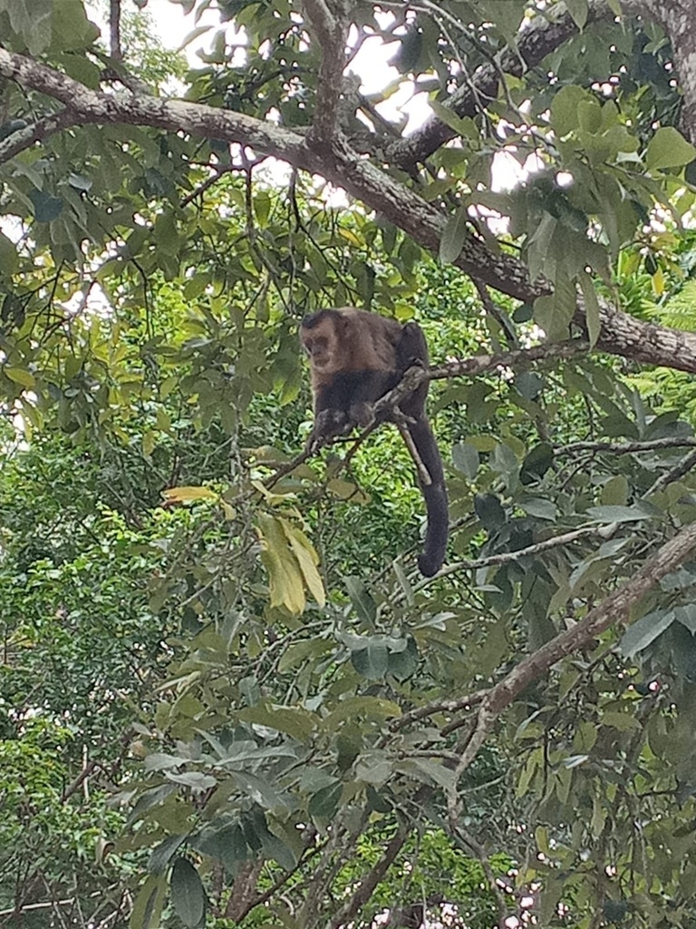 Black capuchin in June 2023 by viccassia. Sapajus nigritus ...