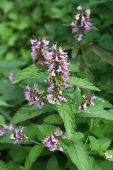 Teucrium ussuriense
