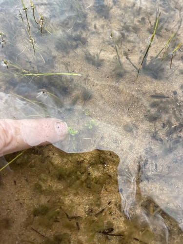 Small waterwort (Elatine minima)