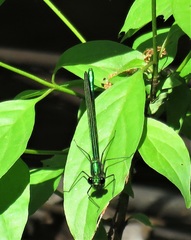Calopteryx dimidiata