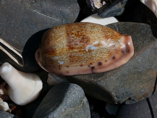 Thick-edged Cowry