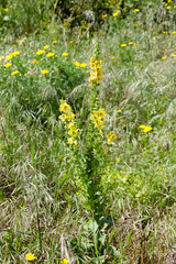Verbascum creticum