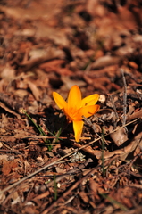 Crocus angustifolius