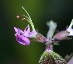 Teucrium ussuriense