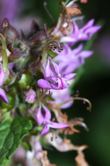 Teucrium ussuriense