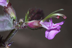 Teucrium ussuriense
