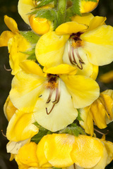 Verbascum creticum