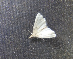 Diplopseustis