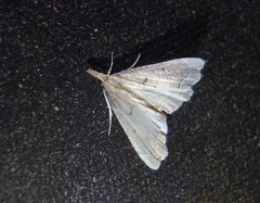Diplopseustis