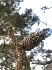 Pinus rigida