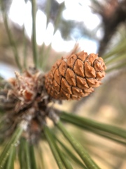 Pinus rigida
