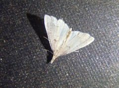 Diplopseustis