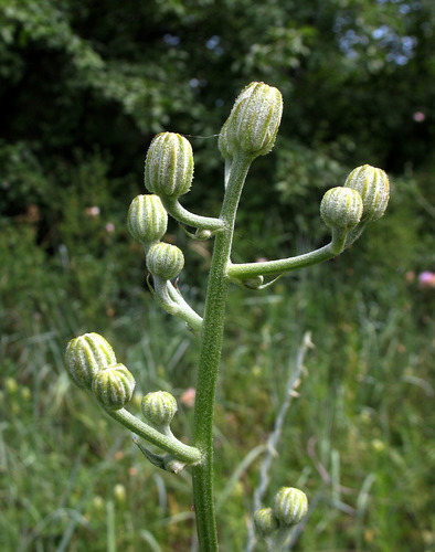Crepis pannonica (Jacq.) K.Koch