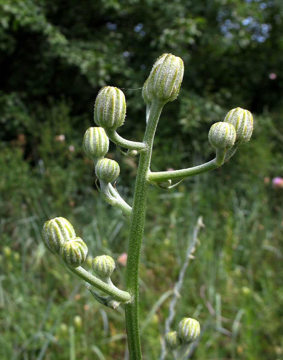 Crepis pannonica