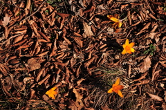 Crocus angustifolius