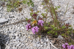 Thymus komarovii