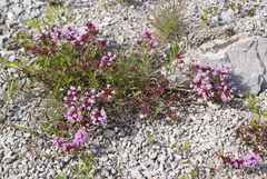 Thymus komarovii