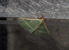 Microloxia ruficornis