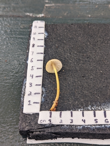Mycena inclinata (Photo 2 of 2)