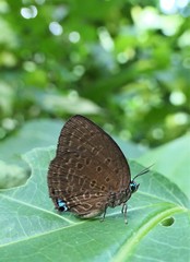Arhopala major major
