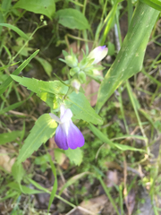 Collinsia multicolor
